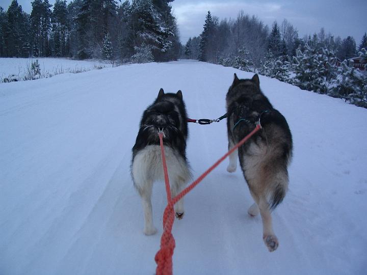 Marraskuu-07 ajoa 024.jpg - Ajoa Awan ja Repen kanssa marraskuu -07 / Sledding with Awa and Repe November -07